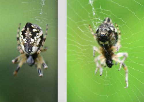 Réf. 281 538 : Cyclosa conica